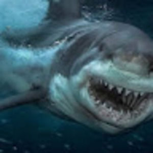 Meet your Posher, Amrie